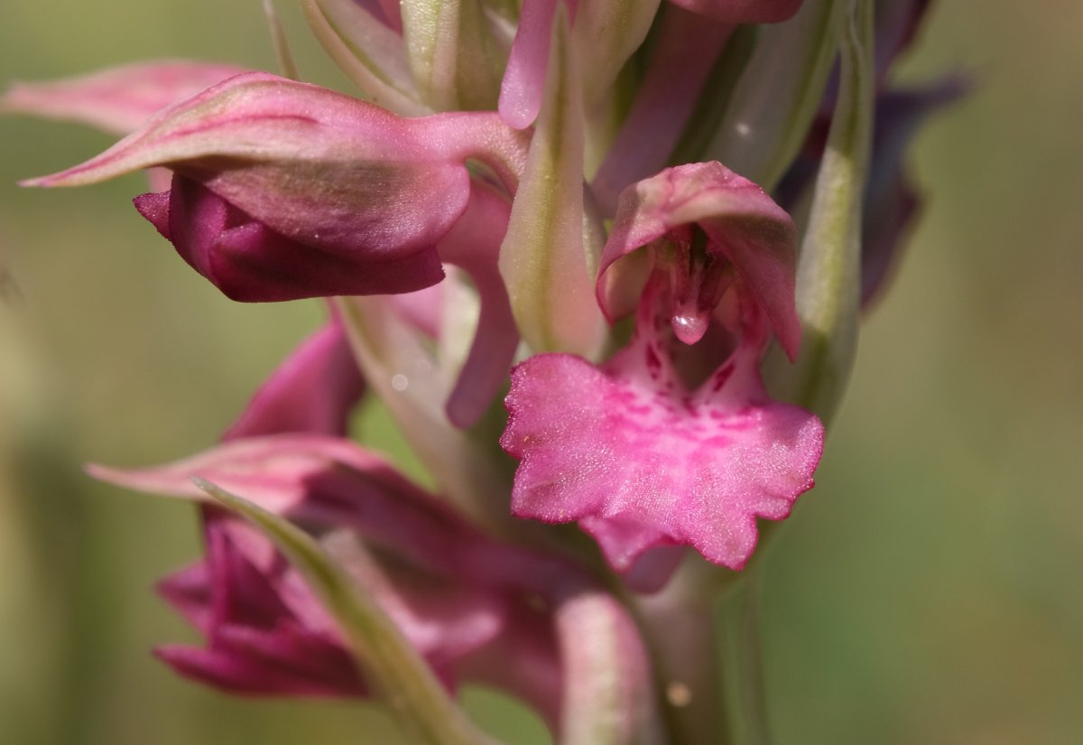 Ultime orchidee per quest''anno - Dalla Grecia con passione